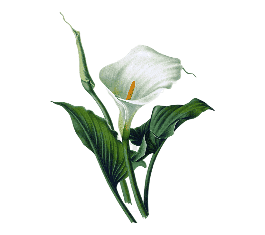 Png clipart calla lily illustration arum lily lilium art watercolor painting flower plant stem flower transformed