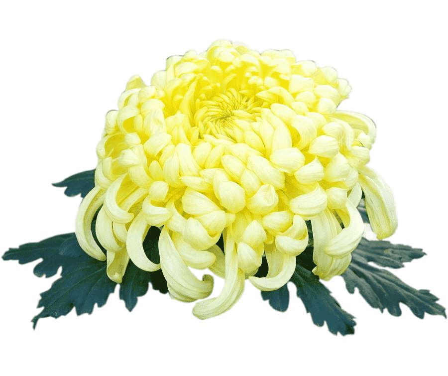 Png clipart chrysanthemum xd7grandiflorum yellow yellow chrysanthemum yellow flowers color transformed