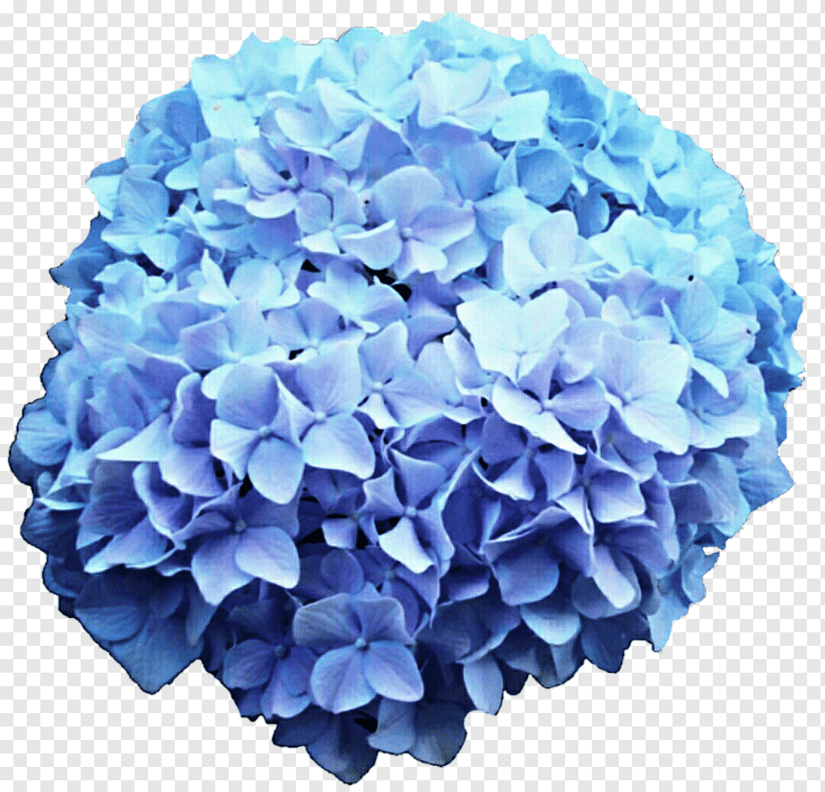 Png transparent french hydrangea flower blue rose hortensia purple blue artificial flower